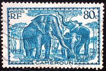 [Pictures from Cameroon, type X]