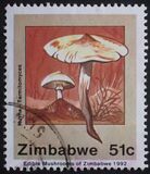 [Edible Mushrooms, тип IO]
