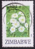 [Export Flowers, տեսակ KN]