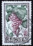 [Fruits of the Land, tyyppi CL]