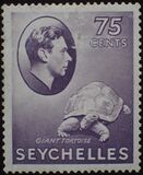 [Local Motives - Aldabra Giant Tortoise, type V7]