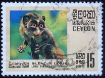 [Wildlife, タイプ GC]