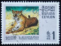 [Wildlife, タイプ GE]