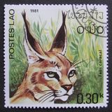 [Wild Cats, type SZ]