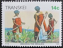 [Xhosa Culture, 类型 GC]