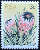 [Flora - Protea Plants, típus PI]