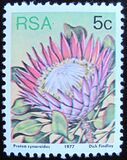 [Flora - Protea Plants, típus PK]