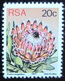 [Flora - Protea Plants, típus PR]