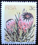 [Flora - Protea Plants, type PI1]