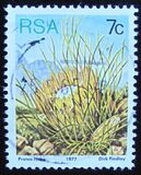 [Flora - Protea Plants, type PM1]