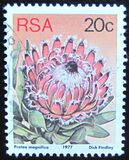 [Flora - Protea Plants, type PR1]