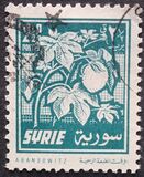 [Aleppo Cotton Festival, type KX]