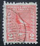 [Southern Lapwing, տեսակ GM1]