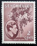 [Local Motives - Double Coconut Palm, 類型 U]