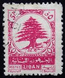 [Cedar of Lebanon, tegund XCZ3]