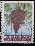 [Fruits, 類型 JG]