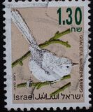 [Songbirds, type AUG]