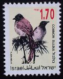 [Songbirds, type AUH]