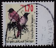 [Songbirds, Вид AUH]