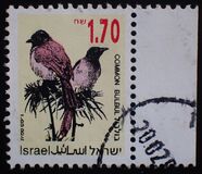 [Songbirds, Вид AUH]