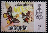 [Butterflies, Scrivi AM]