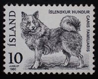 [Fauna - Icelandic Dog and Arctic Fox, type LN]
