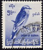 [Burmese Birds, tyyppi DJ]