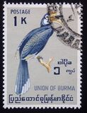[Burmese Birds, tyyppi DN]