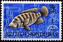 [Wildlife - Fish, tegund DT]