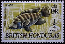 [Wildlife - Fish, տեսակ DT1]