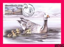 [Bird of the Year - The Bar-headed Goose, тип AWA]