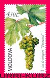 [Flora - Grapes, 类型 YQ]