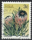 [Flora - Protea Plants, Tip PI]