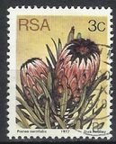 [Flora - Protea Plants, Tip PI]