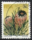 [Flora - Protea Plants, Tip PI]