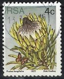 [Flora - Protea Plants, Tip PJ]