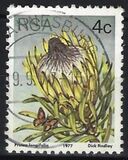 [Flora - Protea Plants, Tip PJ]
