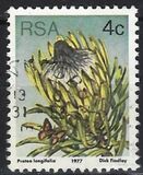 [Flora - Protea Plants, Tip PJ]