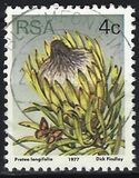 [Flora - Protea Plants, Tip PJ]