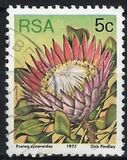 [Flora - Protea Plants, Tip PK]