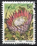 [Flora - Protea Plants, Tip PK]