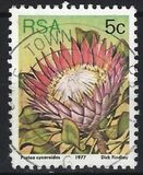 [Flora - Protea Plants, Tip PK]