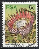 [Flora - Protea Plants, Tip PK]