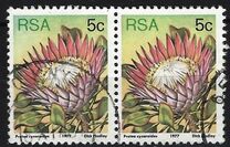 [Flora - Protea Plants, Tip PK]