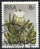 [Flora - Protea Plants, Tip PN]