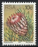 [Flora - Protea Plants, Tip PP]