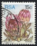 [Flora - Protea Plants, Tip PQ]