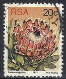 [Flora - Protea Plants, Tip PR]