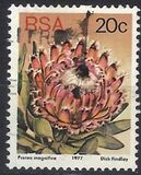 [Flora - Protea Plants, Tip PR]