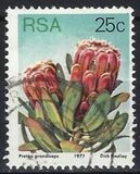 [Flora - Protea Plants, Tip PS]
